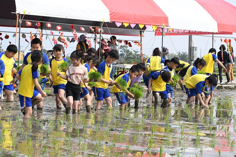 「綠野稻香菁埔情」菁埔國小下田體驗插秧種稻趣