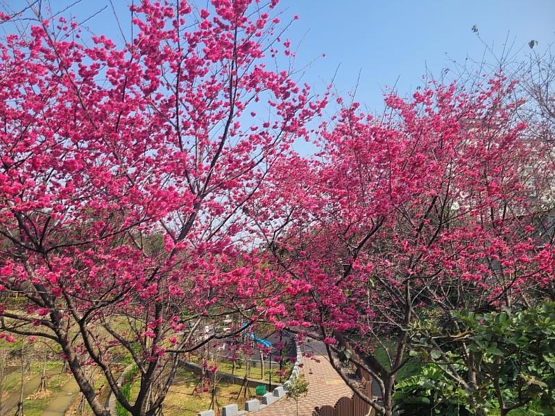 鶯歌永吉公園的山櫻花現正綻放中，形成百花爭艷的美景