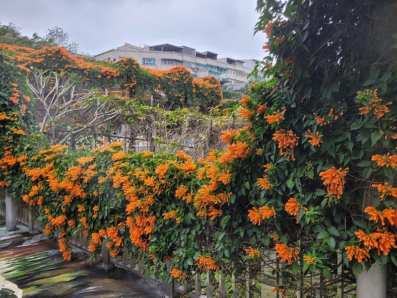 永吉公園炮仗花沿著步道及圍欄綻放，在陽光下閃耀著溫暖的金橙色，非常耀眼