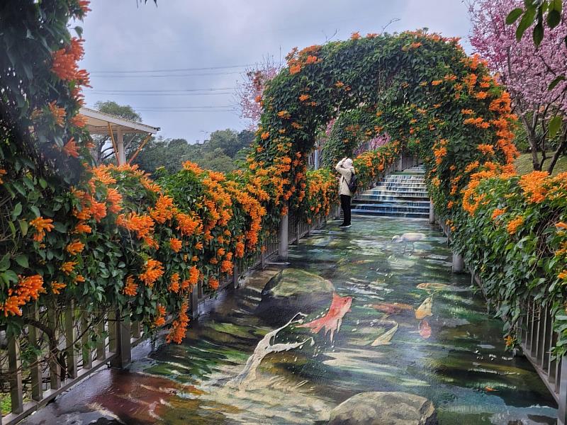 炮仗花開形成美麗的橙紅花廊，非常喜氣壯觀