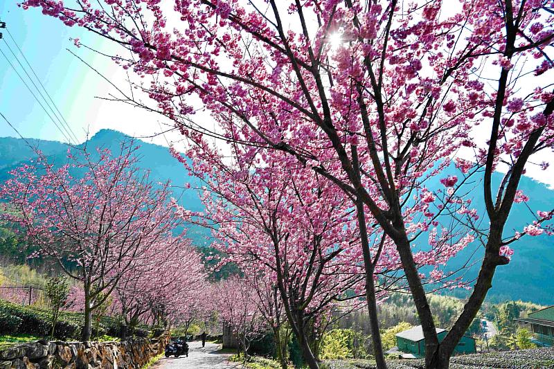 阿里山賞櫻之旅 日夜櫻花美景、茶席體驗、美食與民宿慢旅行