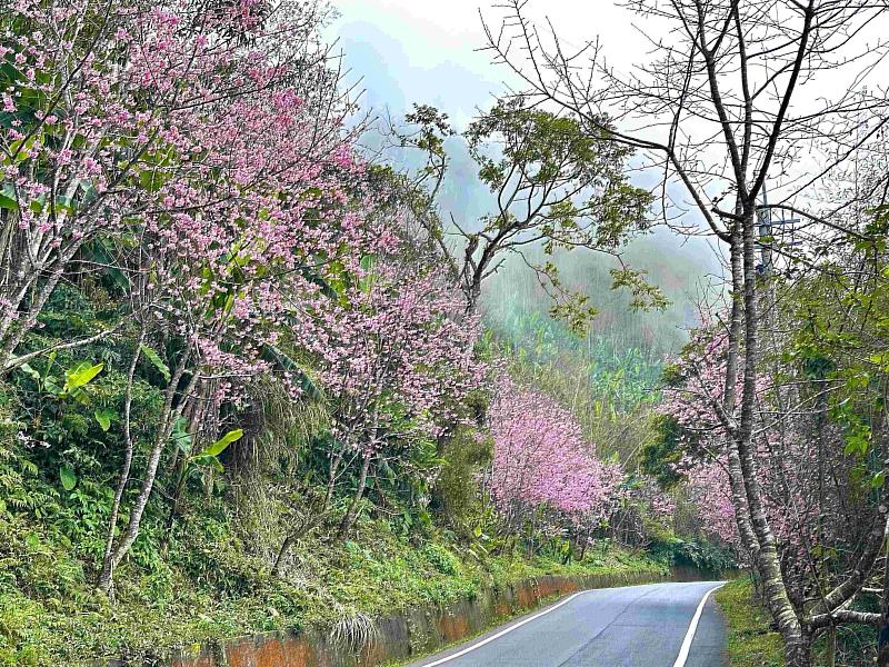 阿里山賞櫻之旅 日夜櫻花美景、茶席體驗、美食與民宿慢旅行