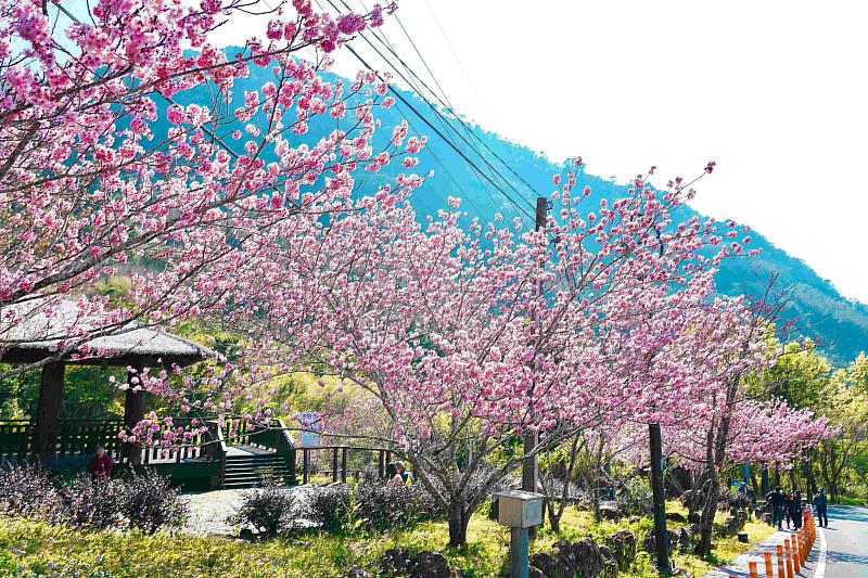 阿里山賞櫻之旅 日夜櫻花美景、茶席體驗、美食與民宿慢旅行