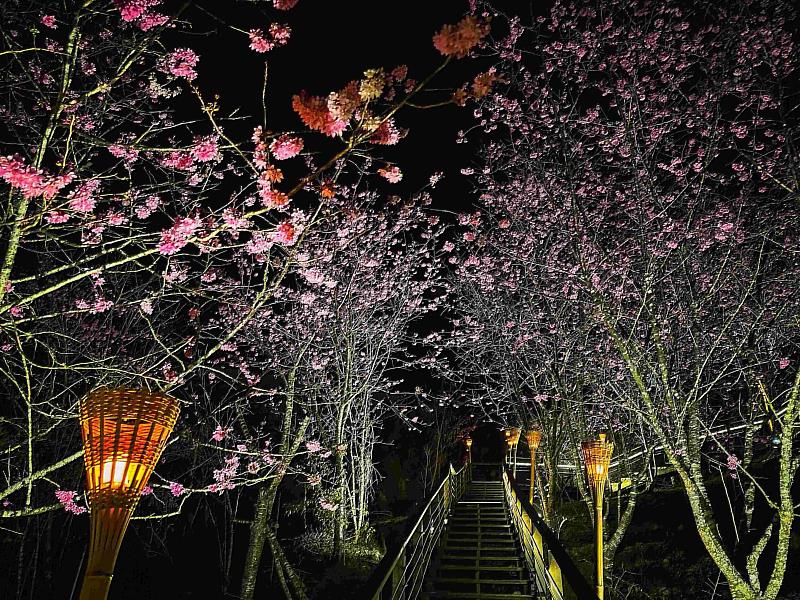 阿里山賞櫻之旅 日夜櫻花美景、茶席體驗、美食與民宿慢旅行