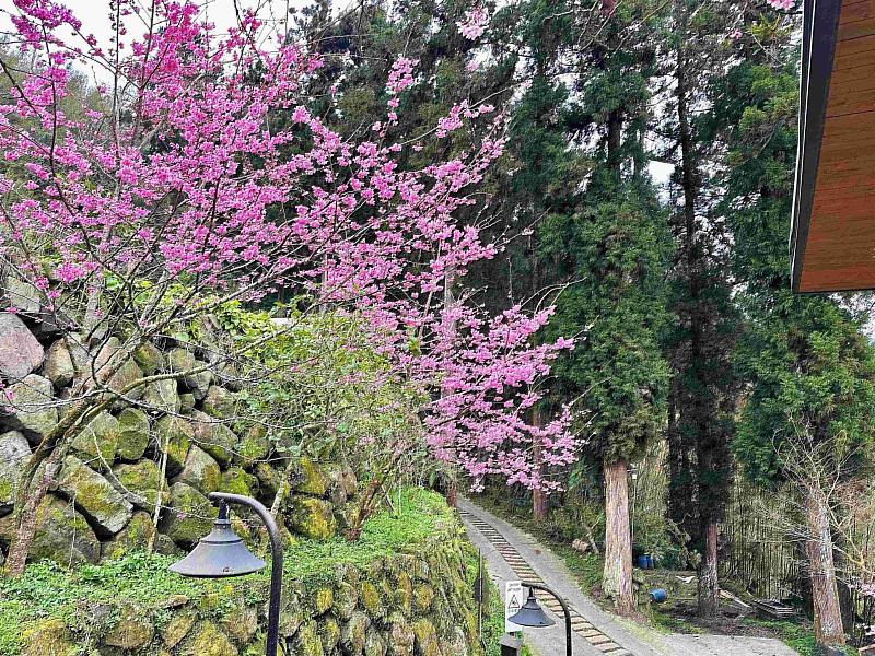 阿里山賞櫻之旅 日夜櫻花美景、茶席體驗、美食與民宿慢旅行