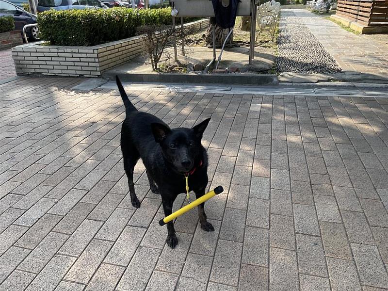 遊蕩犬配掛防追矯正棍