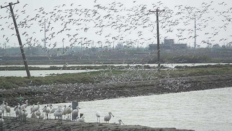 2025布袋候鳥季3月8日登場，候鳥經濟帶動生態與地方發展