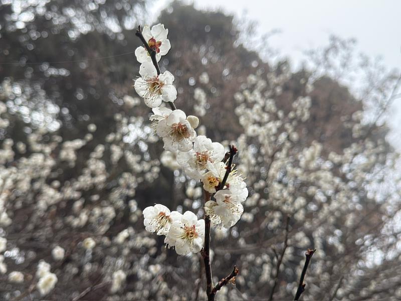 梅花綻放