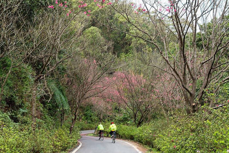青山路上桃粉色櫻花圍繞蜿蜒的鄉間道路與山景相互輝映,形成桃紅般的櫻花隧道