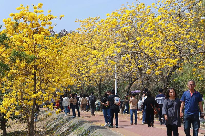 0 黃花風鈴木盛放時 總吸引大批遊客前來(圖為示意圖) (5)