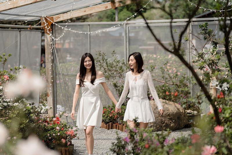 新北市期間限定唯一的「杜鵑美術館」，首次展出多達22種稀有品種杜鵑