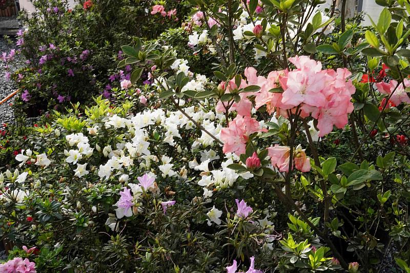 萬金杜鵑花展即日起至3月30日於金山中山溫泉公園及萬里觀光公園及瑪鋉運動公園熱鬧開展中