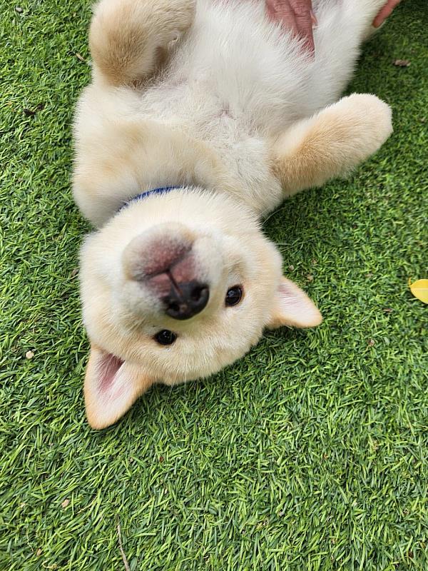 竹縣動保所悉心照料 非法繁殖場13隻柴犬3月12日開放認養