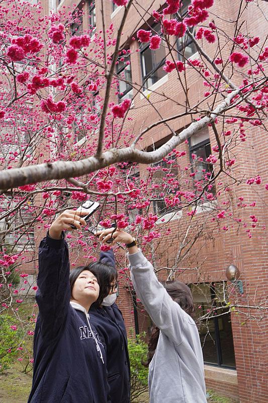 大葉大學校園櫻花吸引學生自拍