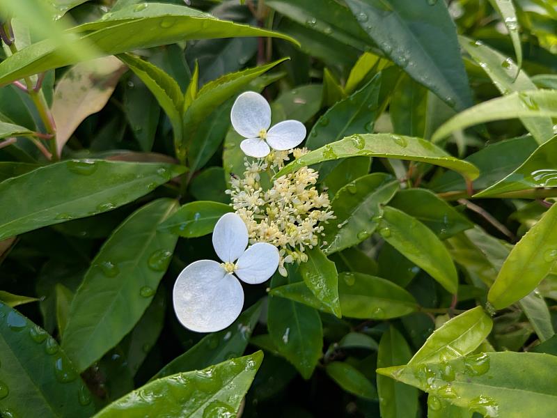 華八仙，白色花瓣像蝴蝶停在葉鞘(臺中分署提供)