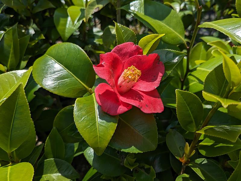 日本山茶，臺灣原生茶花之一，別稱鳳凰山茶(臺中分署提供)