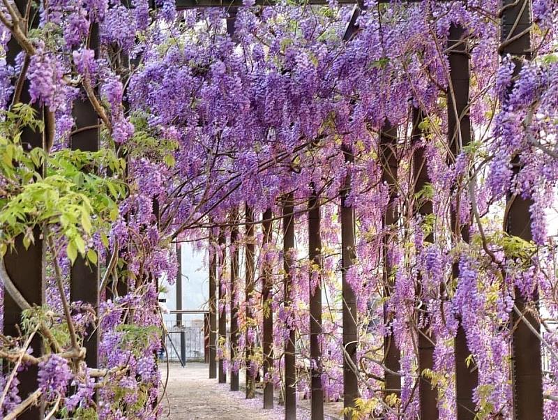 甜蜜「嘉」緣，嘉義瑞里紫藤花季浪漫登場