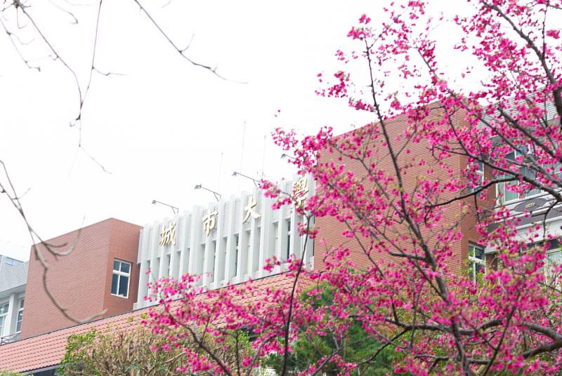 城市大學櫻花成熱點