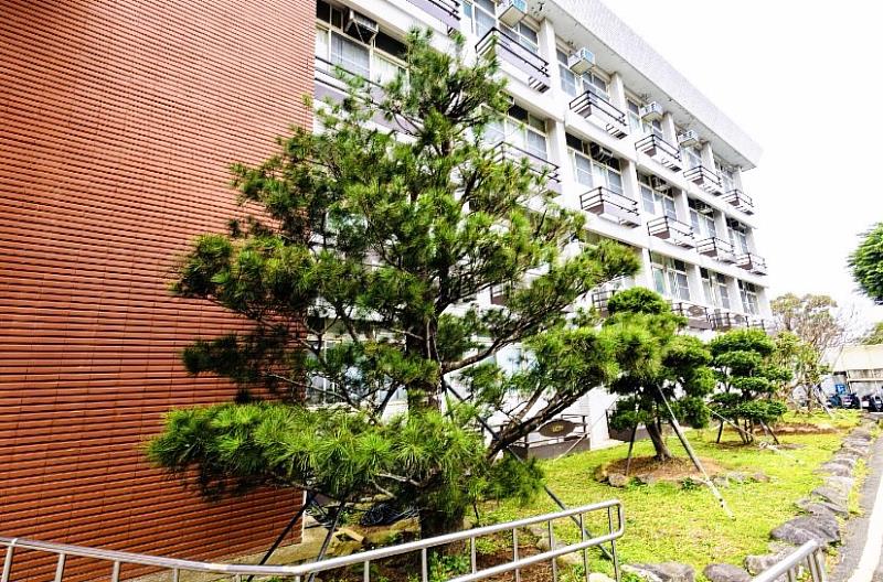 城市大學樹景吸睛