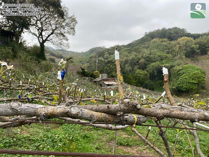 114年1至2月低溫造成新埔鎮及芎林鄉部分高接梨穗授粉著果不良之災情，農業部昨(6日)公告新埔鎮及芎林鄉為辦理高接梨穗農業天然災害現金救助地區，每公頃6萬2000元，今(7日)起至3月20日止受理農民申請，將依照公告事項相關規定辦理。