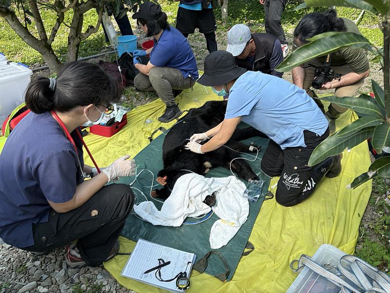 花蓮分署清晨捕獲達古阿里,後送野灣動物醫院檢查評估。
