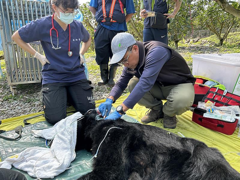 花蓮分署清晨捕獲達古阿里，後送野灣動物醫院檢查評估。