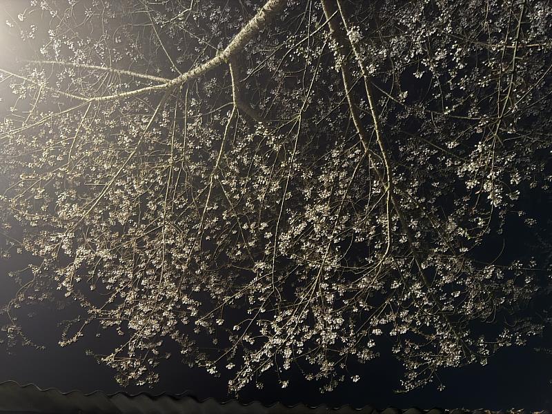 夜晚盛放的霧社櫻,別有一番風情