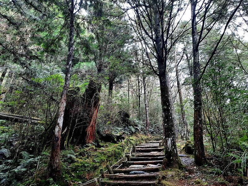 太平山健行隊一景-鐵杉林國家步道