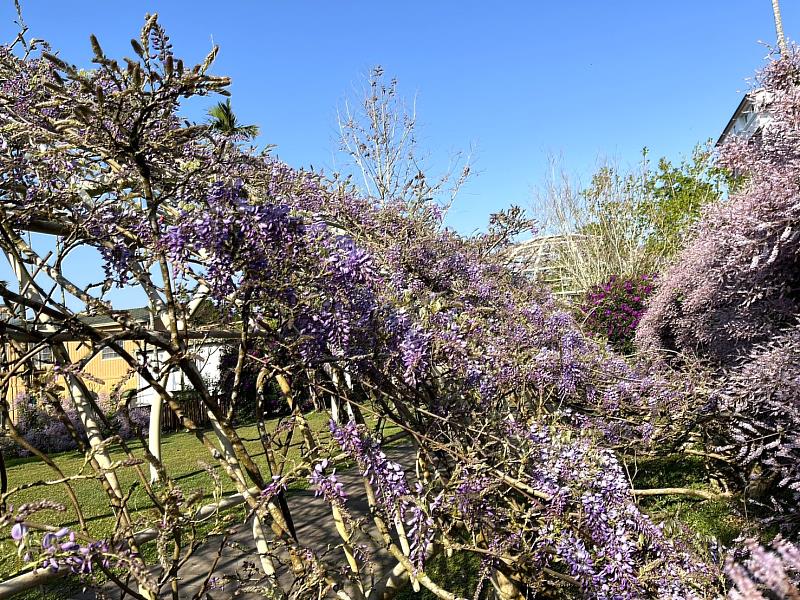 花況(王鼎茶園民宿)