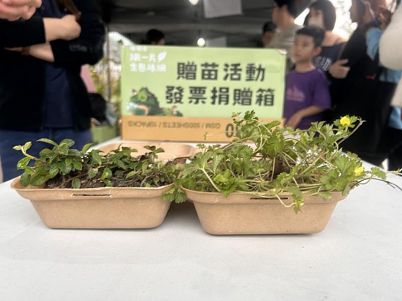 可分解的「漢堡盒」植栽(左為越橘葉蔓榕、右為蛇莓)