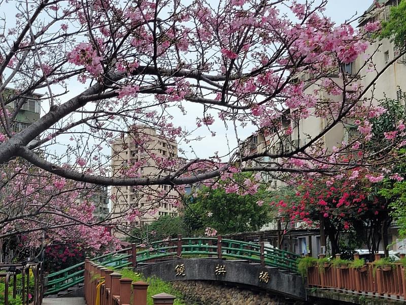 新北市土城區的「希望之河」沿岸櫻花陸續綻放,粉白色花海點綴水岸,成為市民踏青賞花的熱門景點