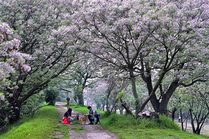 春日賞花正當時!浪漫花海、美食、特色活動一次玩透