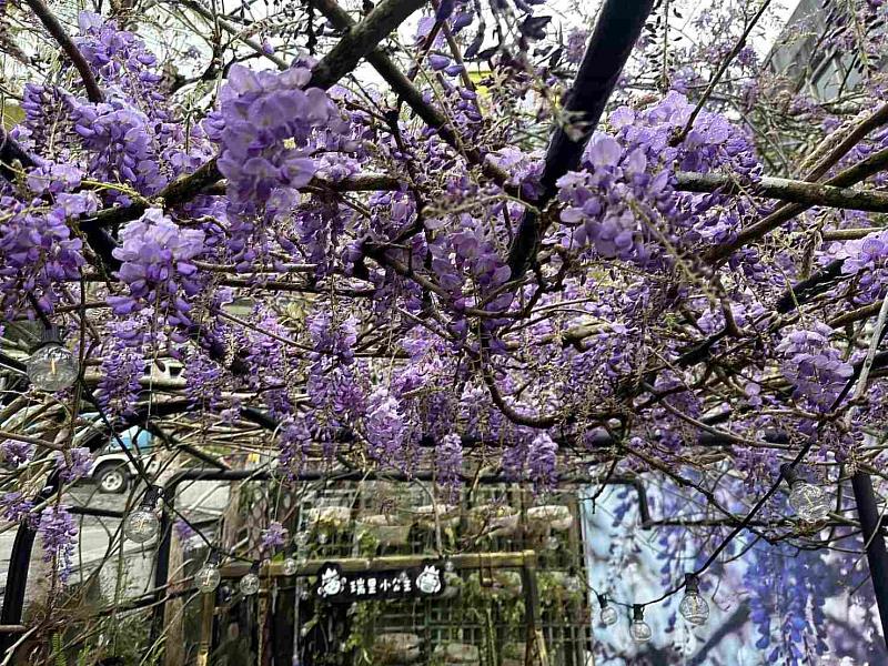 紫藤花季走進瑞里小公主咖啡，品味家族傳承獨特風味