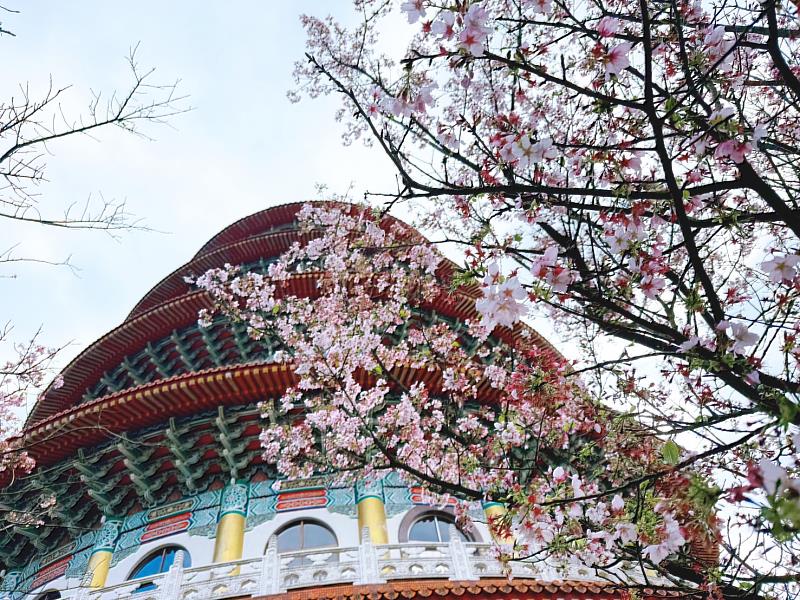 天元宮的吉野櫻自3月中下旬開始,白色單瓣櫻花搭配宮殿建築與山景,是攝影愛好者不可錯過的取景點