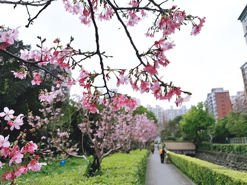 北投子溪吉野櫻花季約在3月中下旬開始，粉白色花瓣隨風飄落，形成美麗的櫻花溪畔景緻