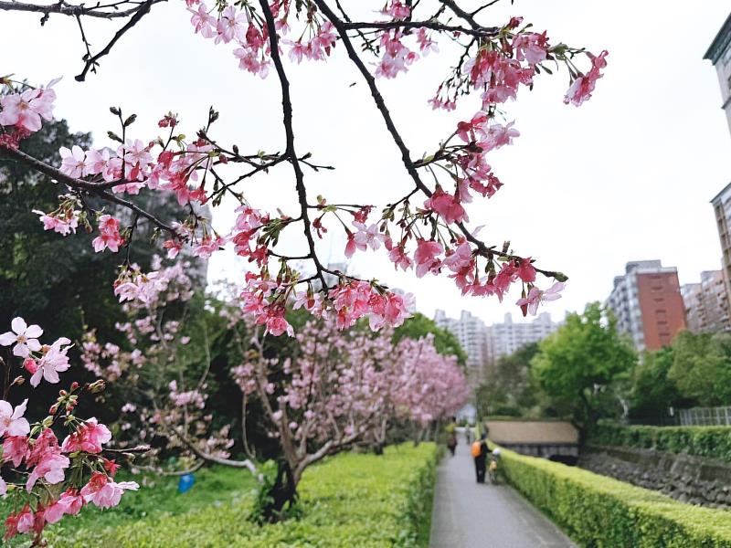 北投子溪吉野櫻花季約在3月中下旬開始,粉白色花瓣隨風飄落,形成美麗的櫻花溪畔景緻