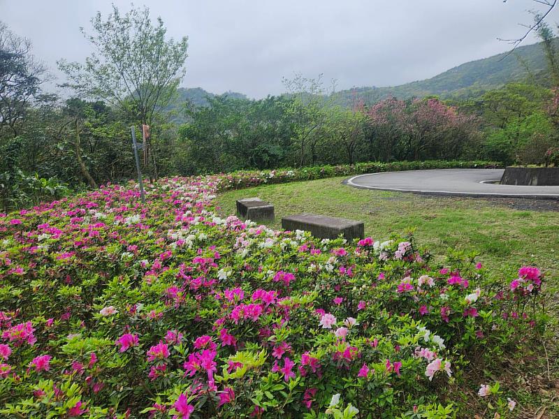 雙泰產業道路沿途紅色、粉色、白色杜鵑花朵將平實的產業道路點綴得色彩繽紛