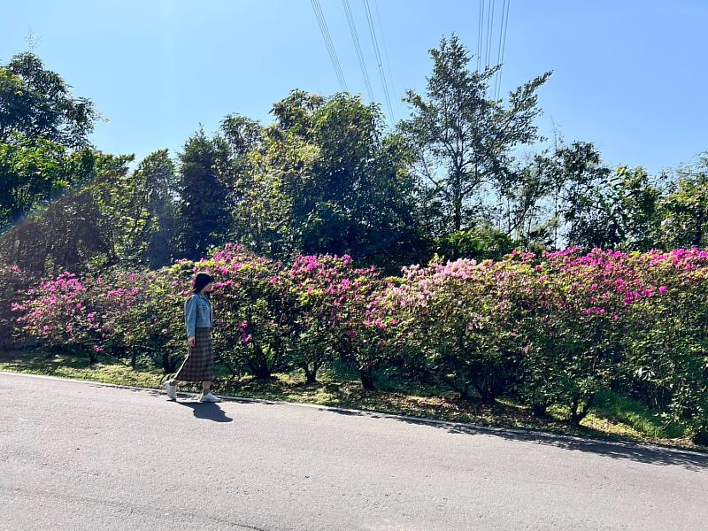歡迎民眾把握花期，至雙泰產業道路一睹春季限定百花爭妍鬥豔美景
