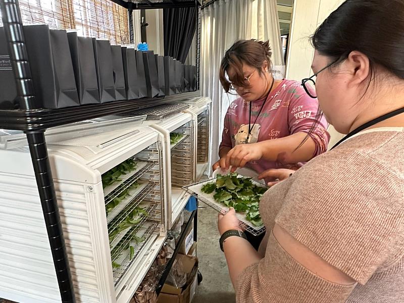 學生將洗滌過後的植物放入果乾機，烘乾茶葉