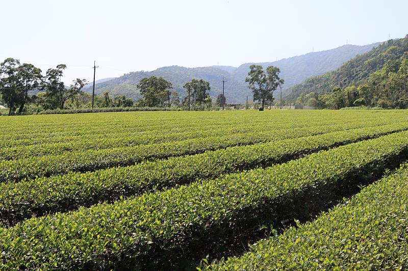 宜蘭冬山茶園