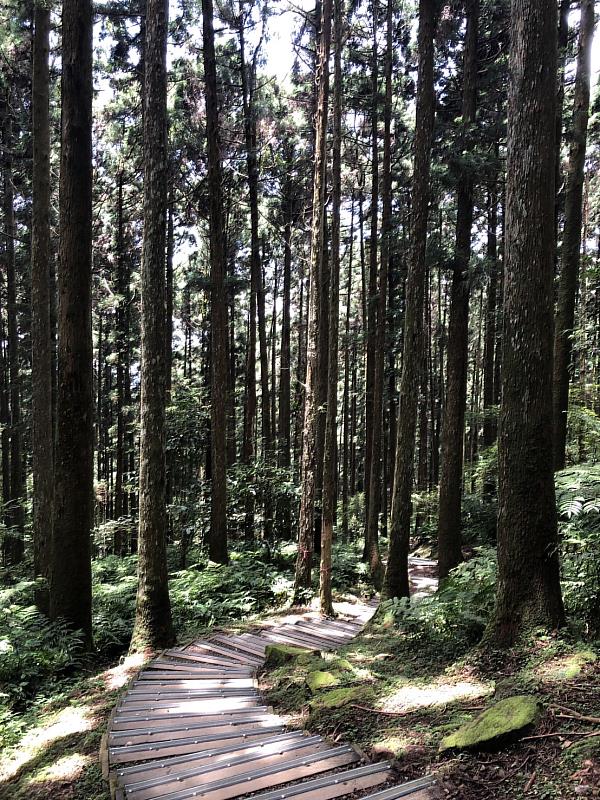 東眼山森林遊樂區