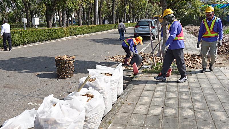 正值桃花心木落葉期 嘉市讓「落葉變黃金」化作堆肥更護花