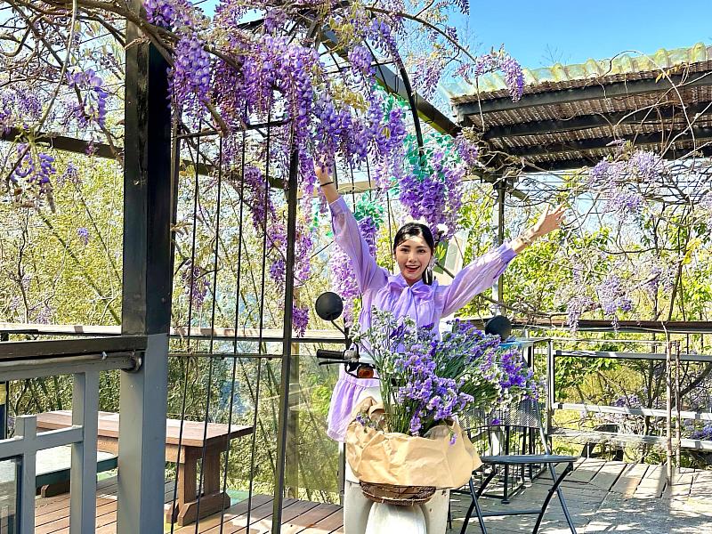 療癒女聲楊淨宇赴瑞里紫藤花季演出,趁空檔暢遊海鼠山、品咖啡、享用特色餐