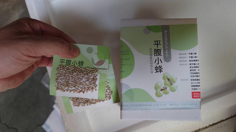 平腹小蜂蜂卵