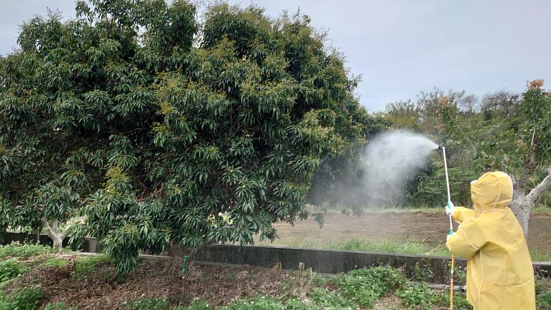 農民穿戴防護裝備防治荔枝椿象之情形