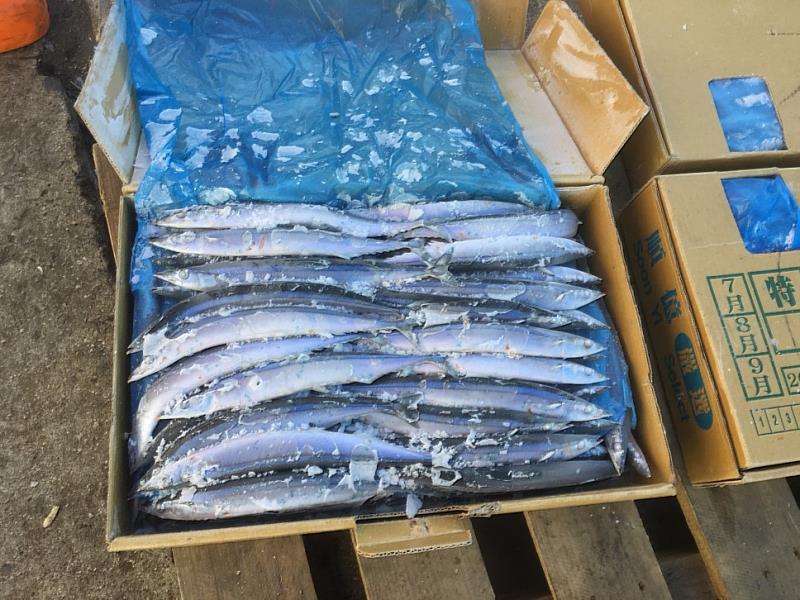 秋刀魚