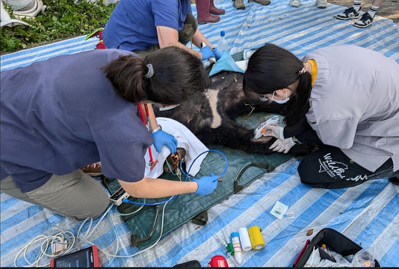 卓溪黑熊受困陷阱，民眾通報順利獲救。
