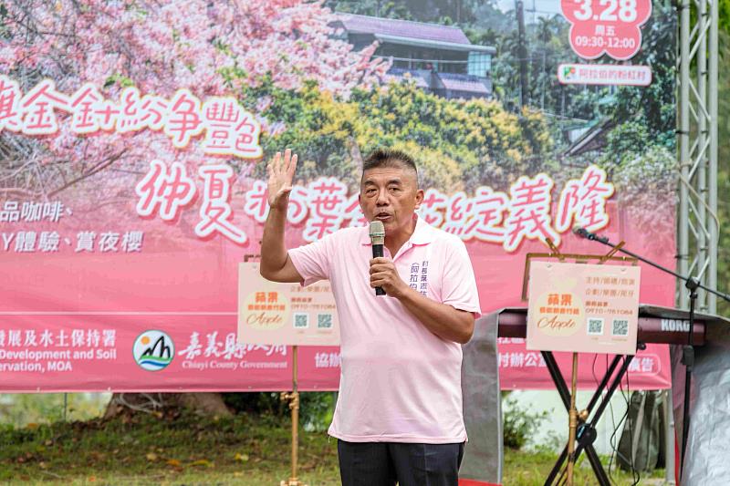 嘉義「阿拉伯粉紅村」開園 粉紅花旗木將綻放