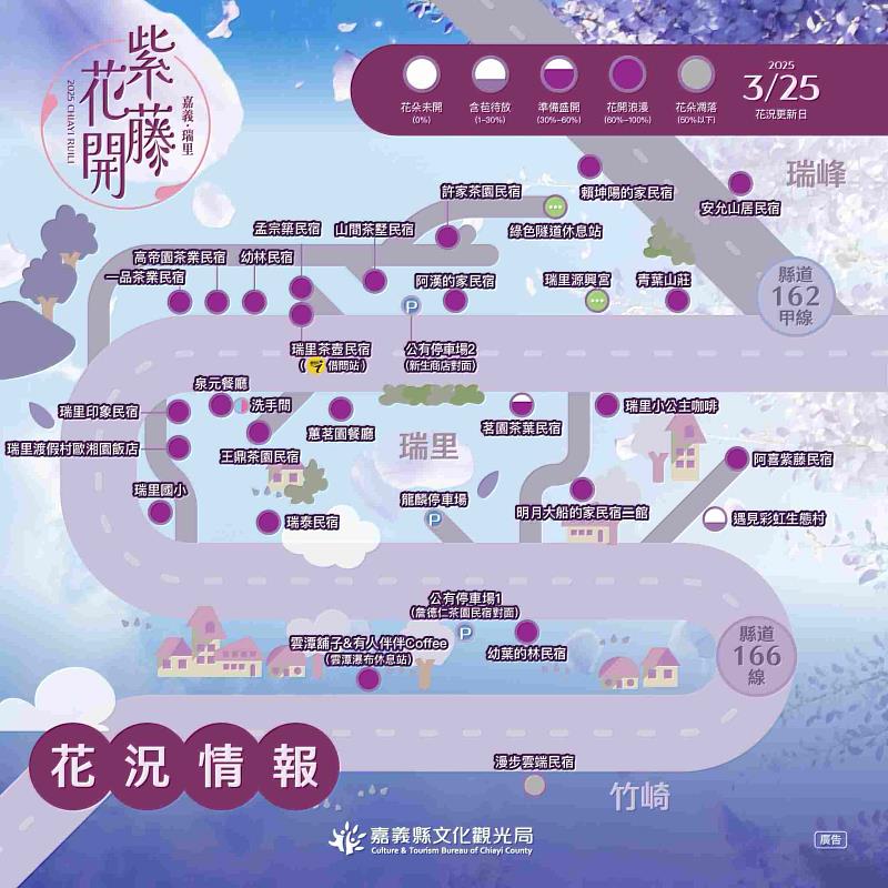 把握最佳賞花期！瑞里紫藤花海盛開，春日美景不容錯過