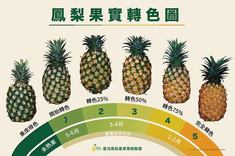 鳳梨果實轉色圖